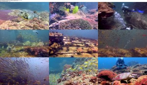 Download Diving in Paradise   Shark Adventures in Thailand (2012) BluRay 720p x264 Ganool
