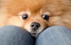 imagebam.com