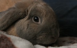 imagebam.com