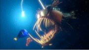 В поисках Немо / Finding Nemo (2003) - 16xHQ Ee579a230083134