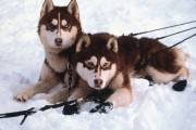 Снежные псы / Snow Dogs (Кьюба Гудинг мл, 2002)  B1547b237751868