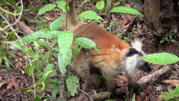 uump4.cc_马达加斯加[纪录片] Madagascar.2013.BluRay.1080p.DTS.x264-CHD 4.25G