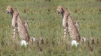 Amazing Africa 2013 Half Sbs 3d Belgesel indir Amazing Africa 2013 Half Sbs 3d Belgesel indir